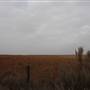 Various Woodward Landscapes