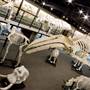 Museum of Osteology
