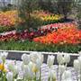 Tulsa Botanic Garden