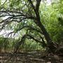 Stinchcomb Wildlife Refuge