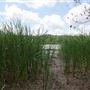 Stinchcomb Wildlife Refuge