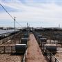 Oklahoma National Stockyard Exchange