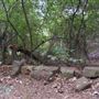 The Fairy Forest