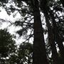 The Fairy Forest