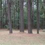 The Fairy Forest