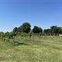 Nellis Vineyards
