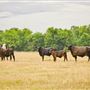 The Rockin J Ranch