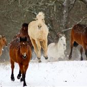 Mowdy Ranch