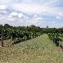 Greenfield Vineyard and Winery