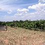 Greenfield Vineyard and Winery