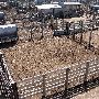 Oklahoma City Stockyards