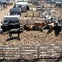 Oklahoma City Stockyards
