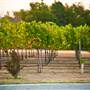 Ingel's Winery
