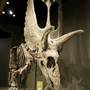 Sam Noble Oklahoma Museum of Natural History