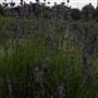 Country Cottage Prim Lilac Farm