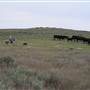 Maple YL Ranch