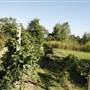 Stable Ridge Vinyards