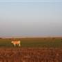 Hwy 412/36 - Guymon Area