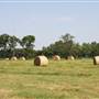 NFL Farms