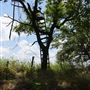 Stinchcomb Wildlife Refuge