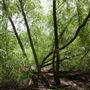 Stinchcomb Wildlife Refuge