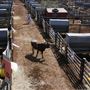 Oklahoma National Stockyard Exchange