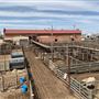 Oklahoma National Stockyard Exchange