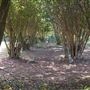Pioneer Cemetery