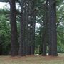 The Fairy Forest