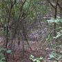 The Fairy Forest