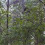 The Fairy Forest
