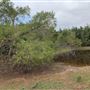 Ward Ranch