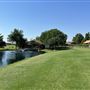 Nellis Vineyards