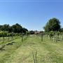 Nellis Vineyards