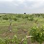 Bridging Vines Winery & Brewery