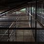 Collinsville Livestock Sales