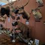 Northwestern Oklahoma State University Museum