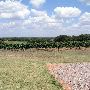 Greenfield Vineyard and Winery