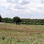 Greenfield Vineyard and Winery