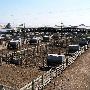Oklahoma City Stockyards