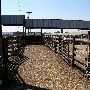 Oklahoma City Stockyards