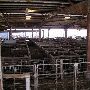 Oklahoma City Stockyards