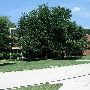 University of Oklahoma Campus