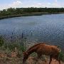 Island Guest Ranch