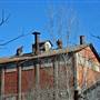 Peanut Factory