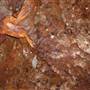 Alabaster Caverns State Park
