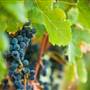 Ingel's Winery