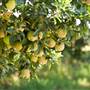 Livesay Orchards