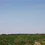 Silvertop Farm & Vineyards