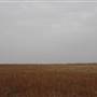Various Woodward Landscapes